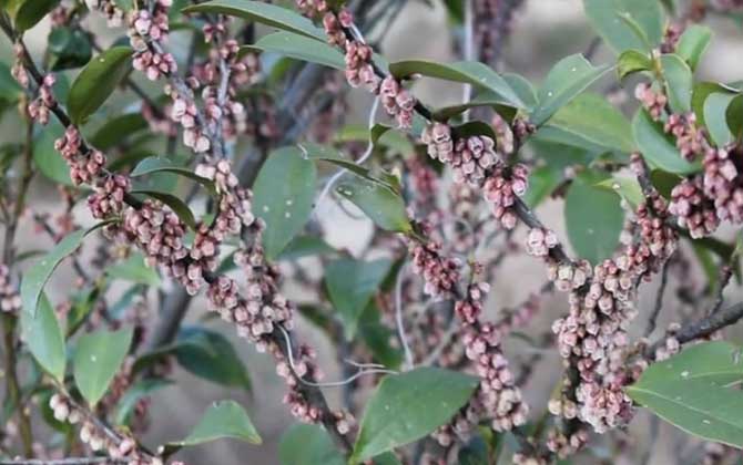 野桂花是什么植物？