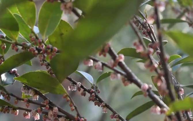 野桂花