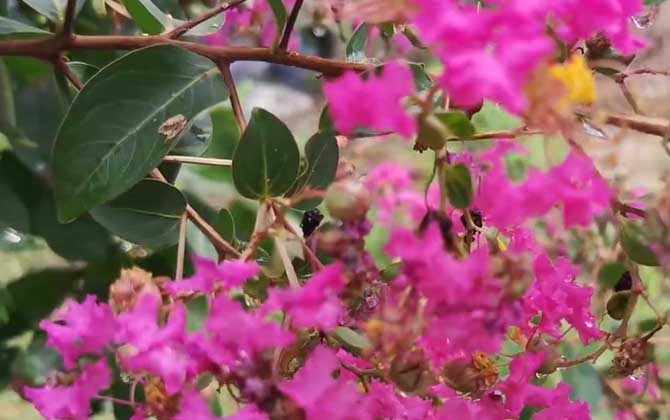 紫薇花是什么植物？