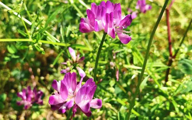 紫云英是什么植物？