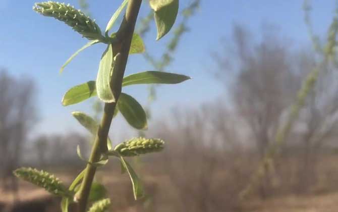 白柳是什么植物？