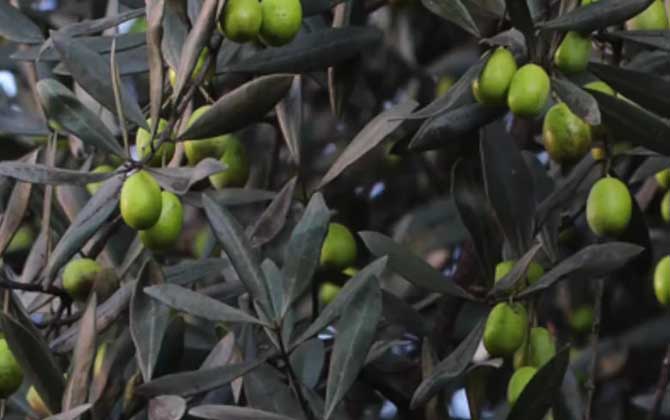 油橄榄是什么植物？