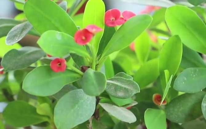 铁海棠是什么植物？