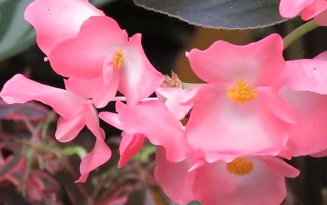 竹节秋海棠