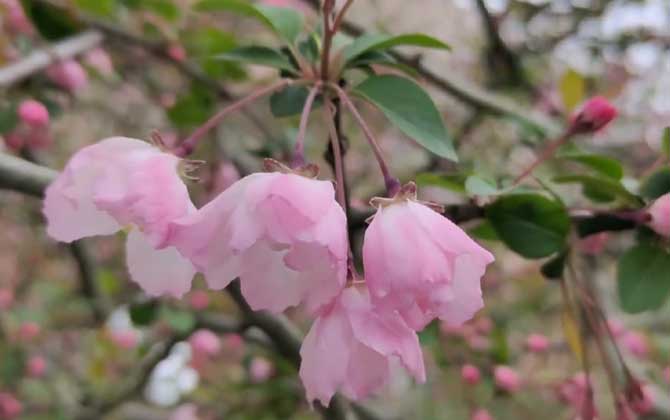 垂丝海棠是什么植物？