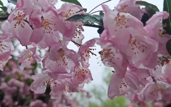 垂丝海棠