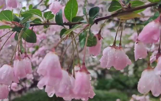 垂丝海棠