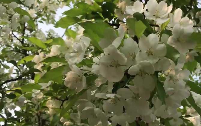 梨花海棠