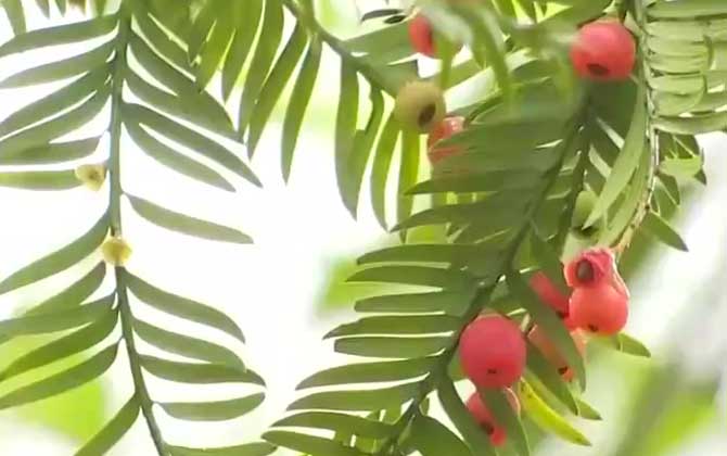 南方红豆杉是什么植物？