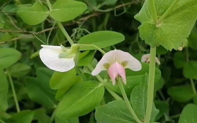 荷兰豆是什么植物？