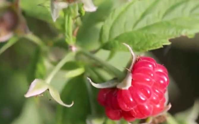 黑莓是什么植物？