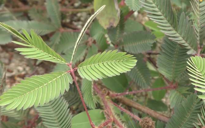 含羞草是什么植物？