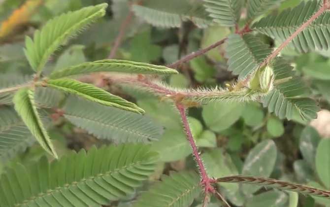 含羞草有毒吗？