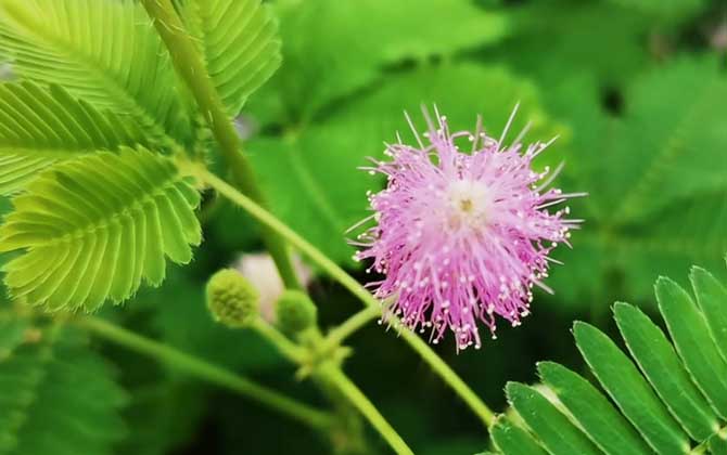 含羞草会开花吗？