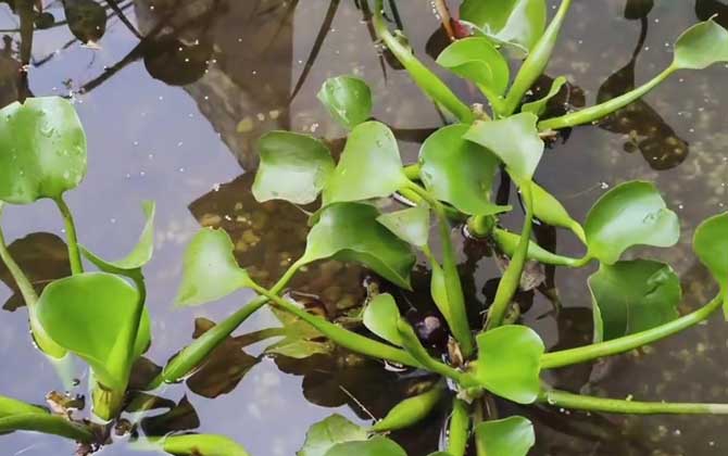 水葫芦