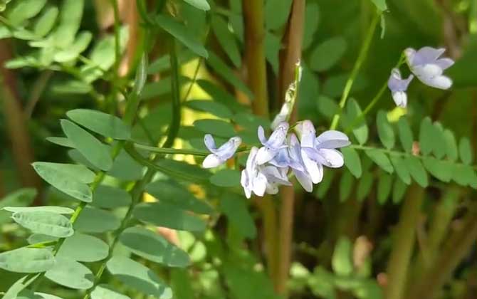 山野豌豆