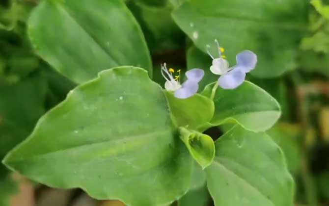 鸭跖草