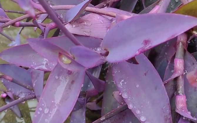 紫鸭跖草是什么植物？