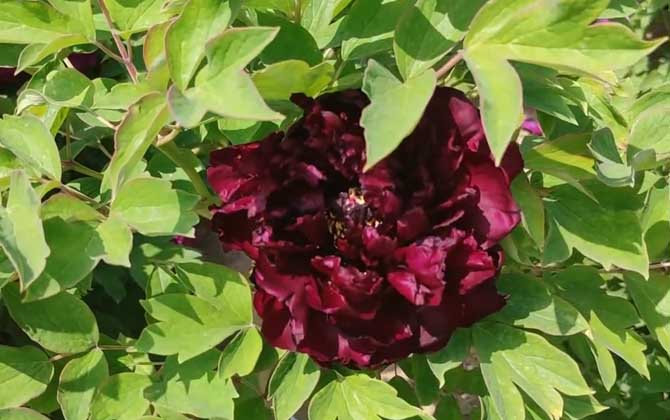 黑牡丹花是什么植物？