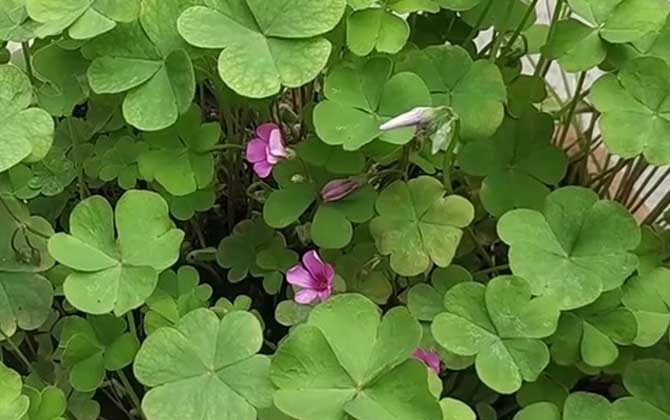 红花酢浆草是什么植物？