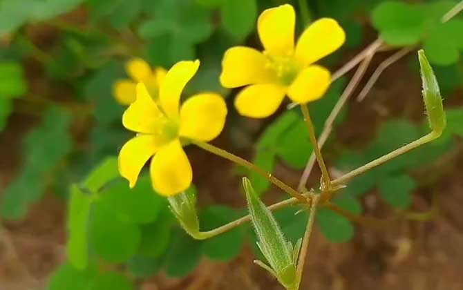 黄花酢浆草