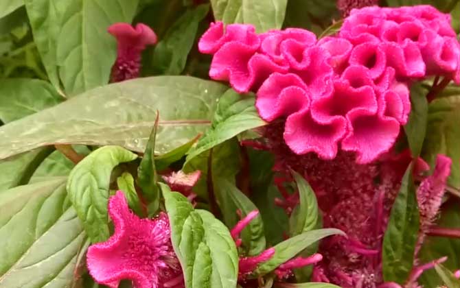 鸡冠花是什么植物？