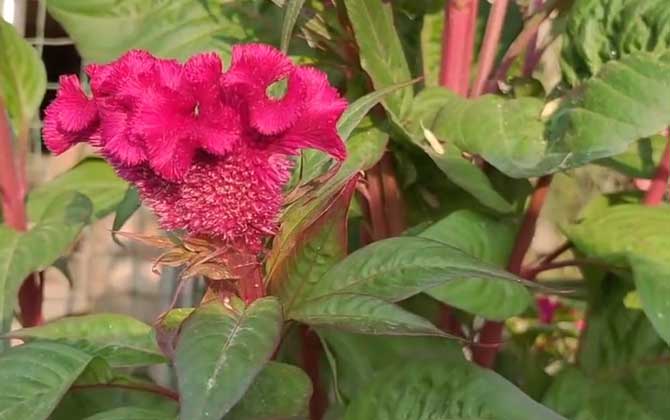 鸡冠花什么时候开花？