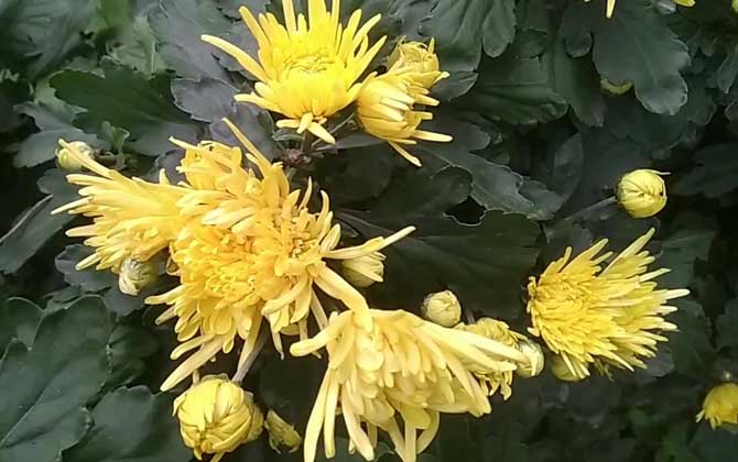 黄菊花是什么植物？