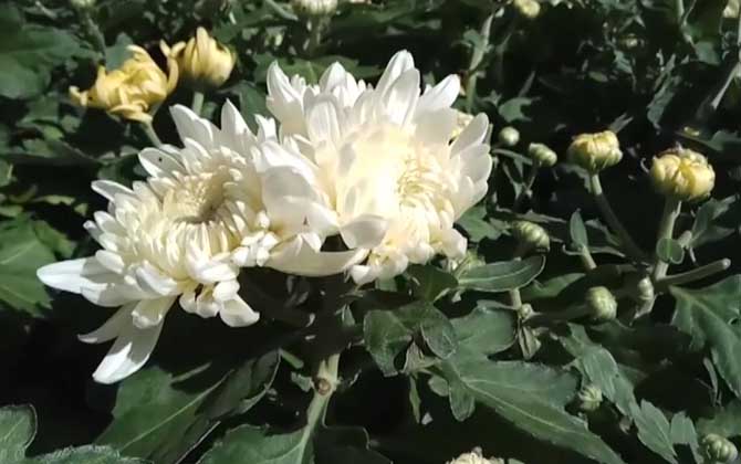 白菊花是什么植物？