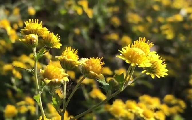 野菊花