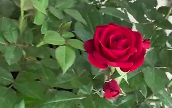 红玫瑰是什么植物？
