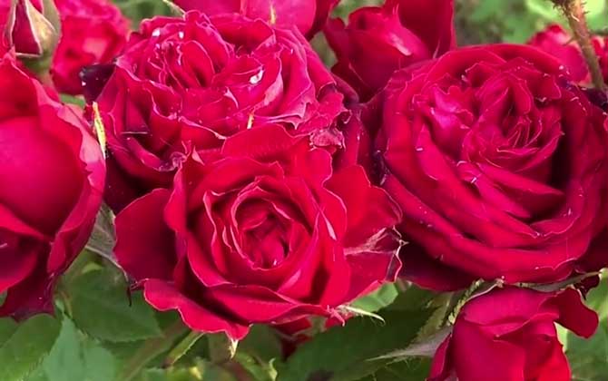 红玫瑰的花语及象征意义