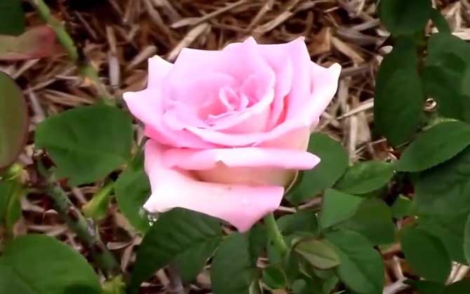 粉玫瑰是什么植物？