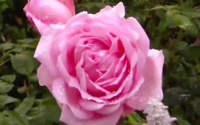 粉玫瑰代表什么意思？