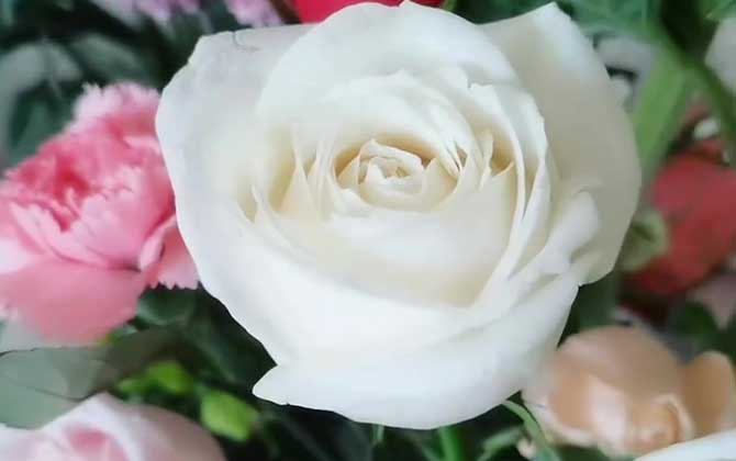 白玫瑰是什么植物？