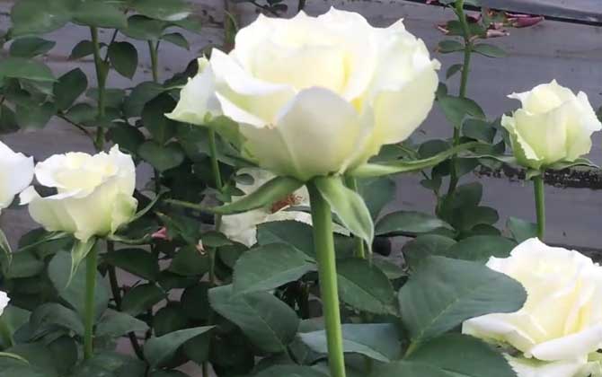 白玫瑰的花语及象征意义