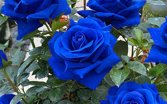 蓝玫瑰是什么植物？