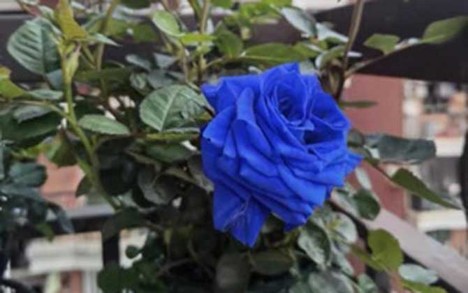 蓝玫瑰代表什么意思？