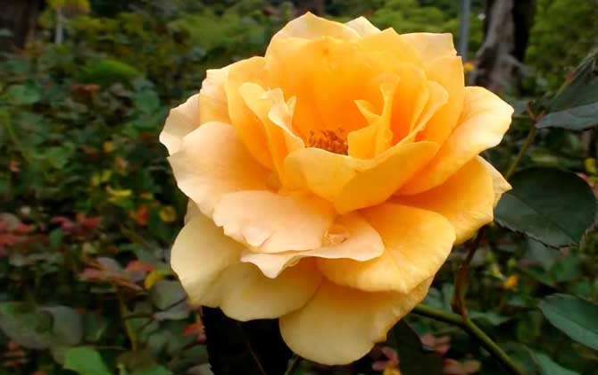 黄玫瑰的花语及象征意义