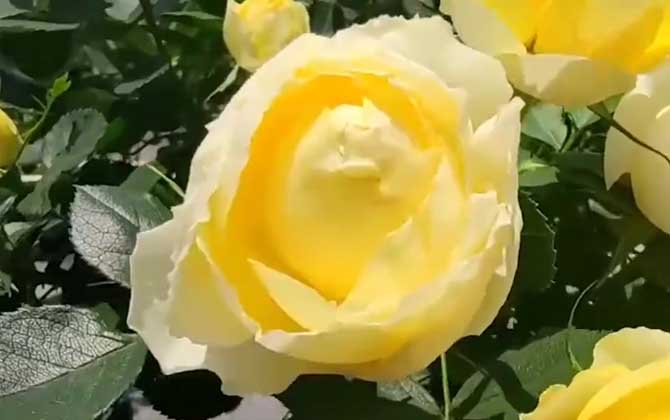 黄玫瑰代表什么意思？