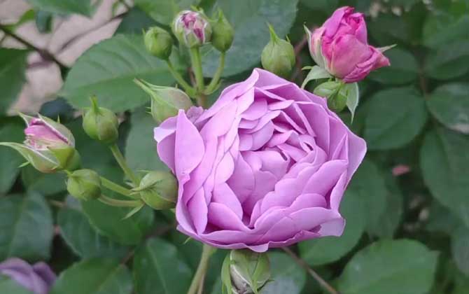 紫玫瑰是什么植物？
