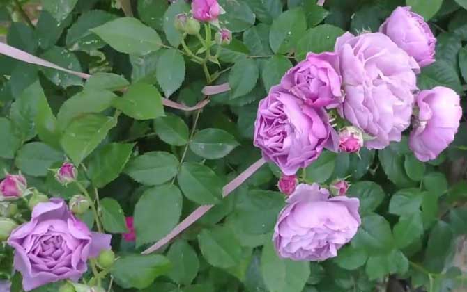 紫玫瑰的花语及象征意义