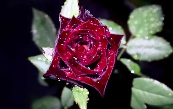 黑玫瑰是什么植物？