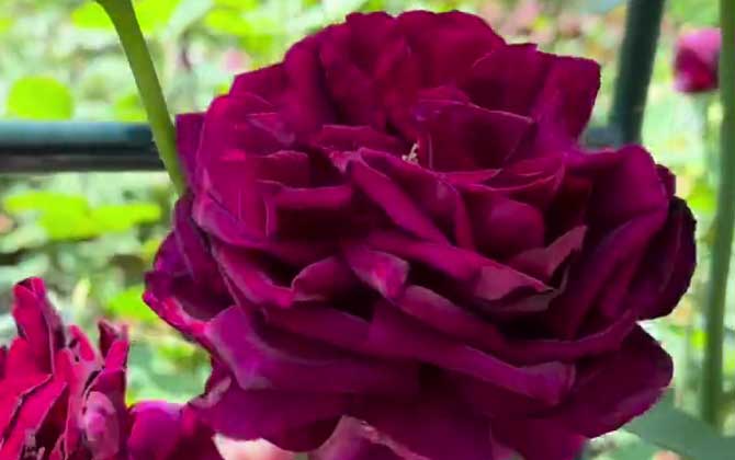 黑玫瑰的花语及象征意义