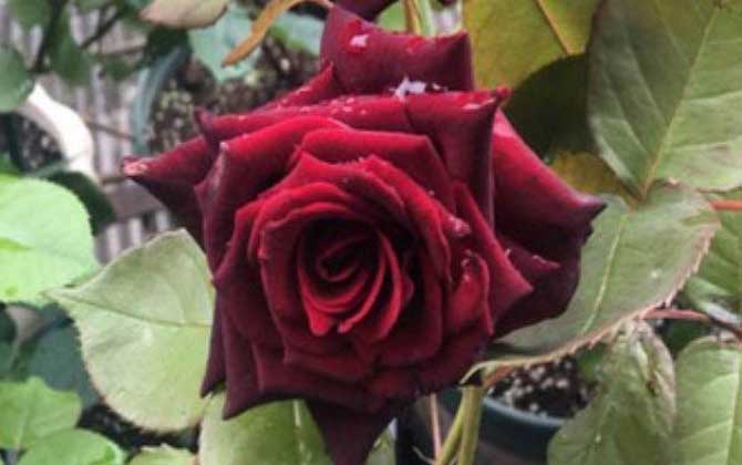 路易十四玫瑰是什么植物？