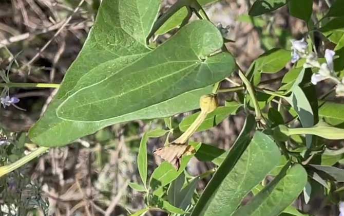 青木香是什么植物？