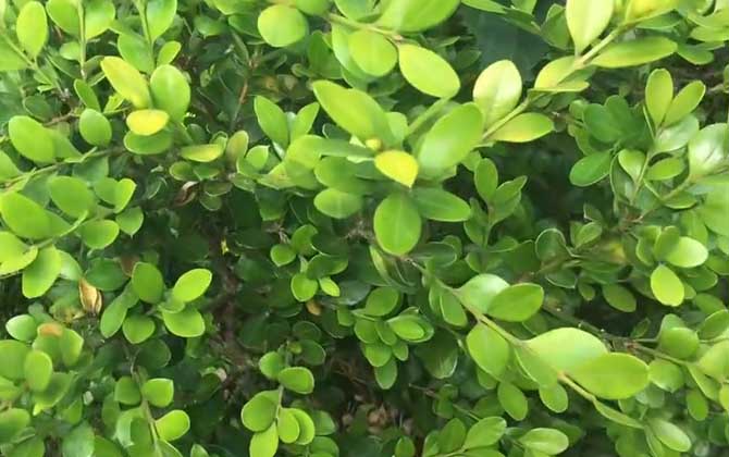 小叶黄杨是什么植物？