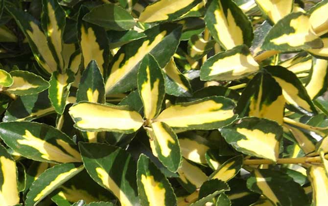 金心黄杨是什么植物？