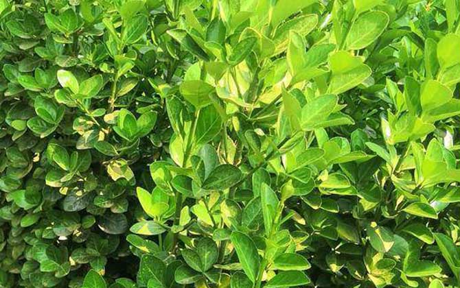北海道黄杨是什么植物？