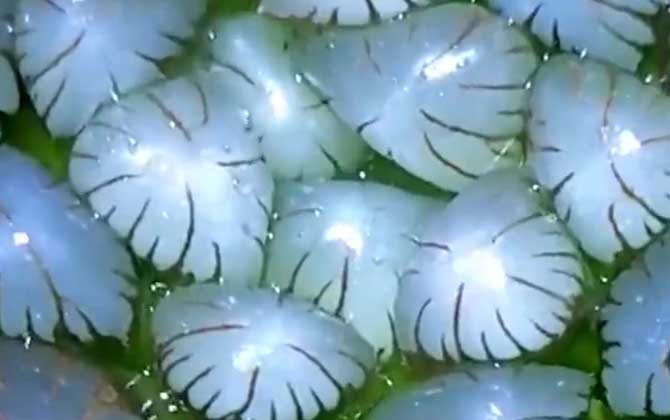 冰灯玉露是什么植物？